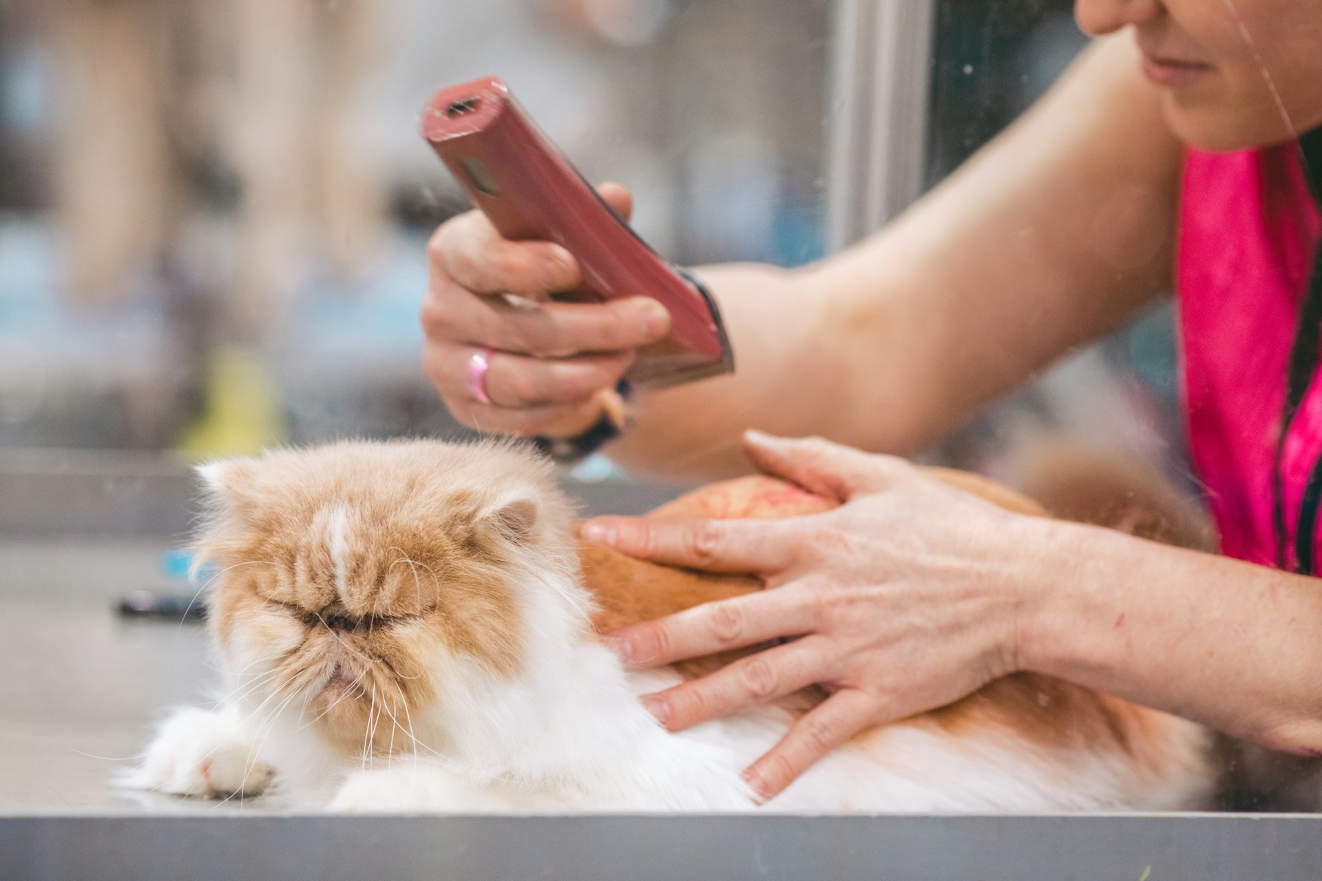Professional pet grooming workspace showing attention to detail and a calm, welcoming environment at Samantha Edens Pet Styling